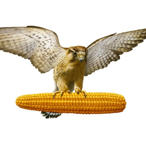 Graphic illustration of falcon with corn cob
