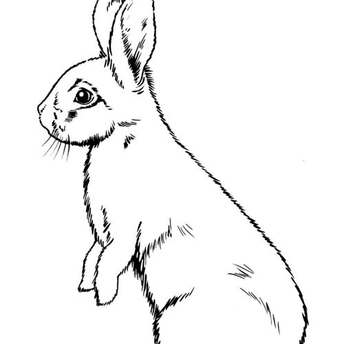 Line art of rabbit

