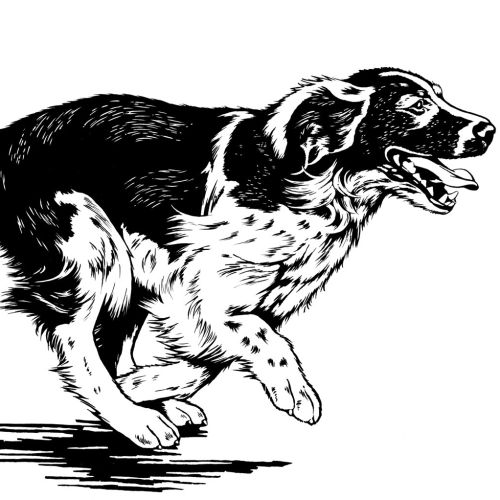 Black and white laufender Hund running
