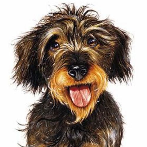 Portrait of dachshund dog 