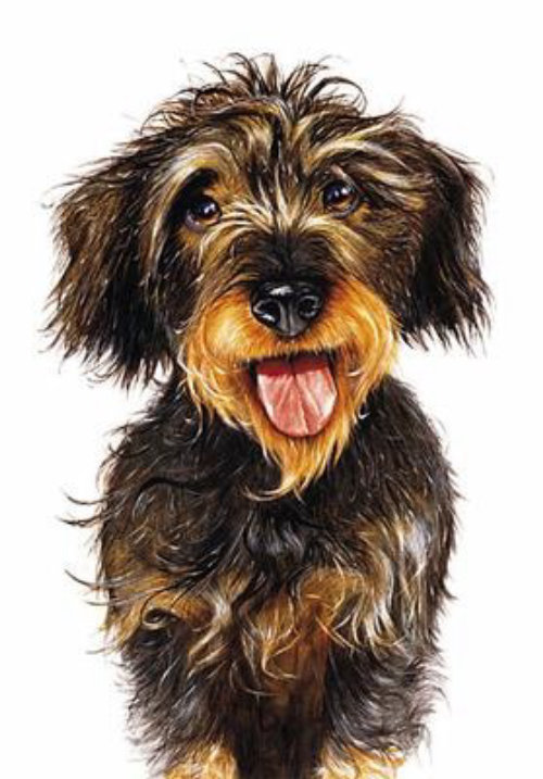 Portrait de chien teckel