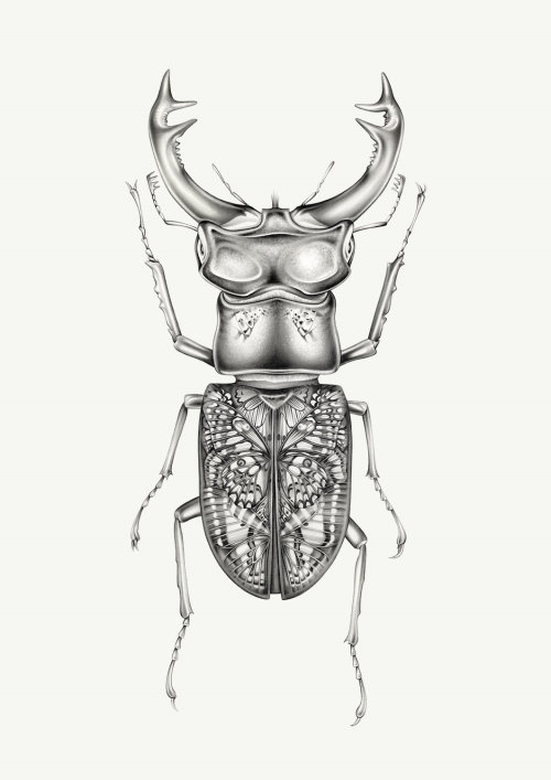 蝴蝶甲虫-写实绘画