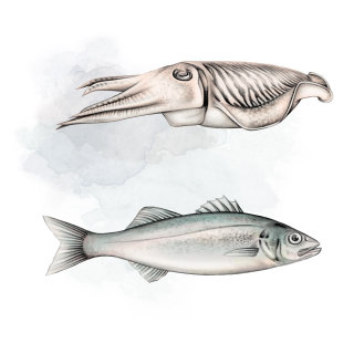 boceto de pescado y calamar