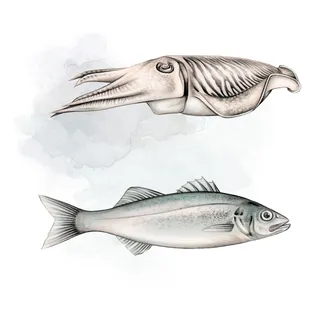 fish and squid sketch