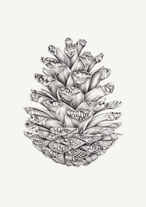 Pencil drawing of flower boket