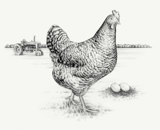 Pollo y huevos de animales.