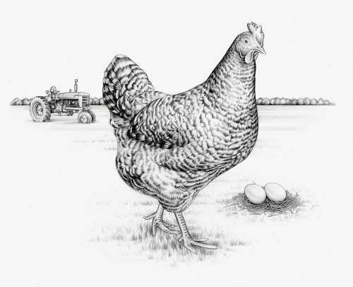 Animal chicken and eggs