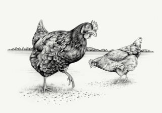 ローレン・モーティマーによる、種を食べている鶏の鉛筆画