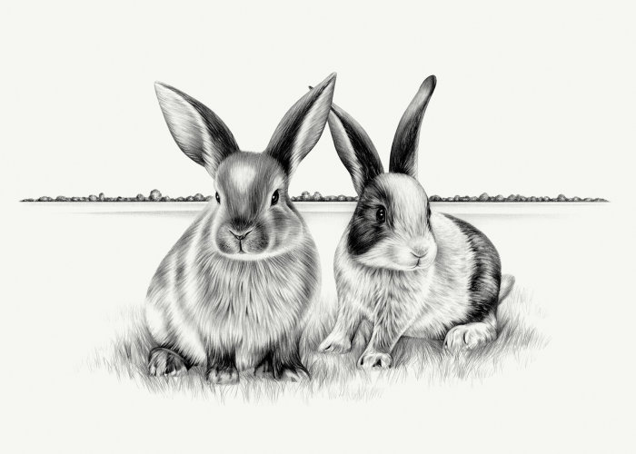 Ilustração Animal Rabbits