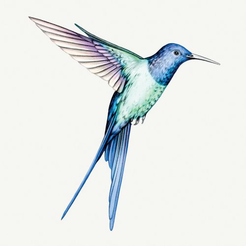 Swallow-tailed hummingbird for Outside Magazine