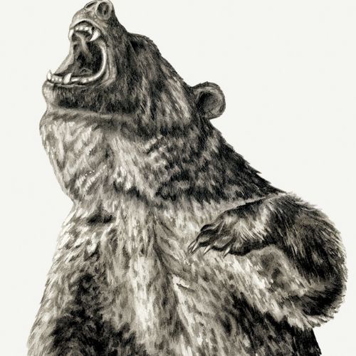 Black and white representation of roaring bear