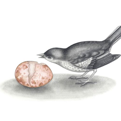 Bird drawing of White-throated dipper