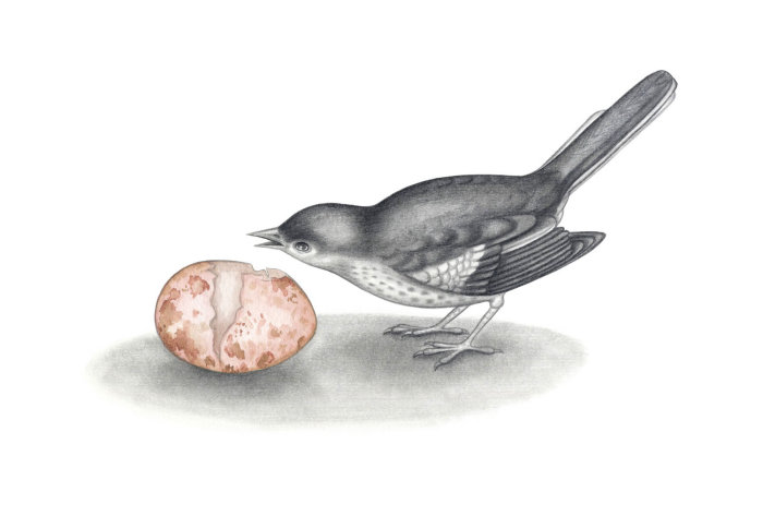 Bird drawing of White-throated dipper