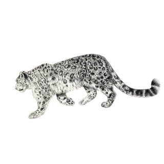 Wildlife drawing of a snow leopard
