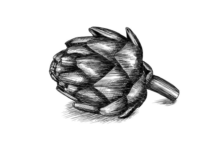 Desenho a lápis de uma alcachofra