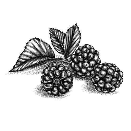 Black and white drawing of Blackberries