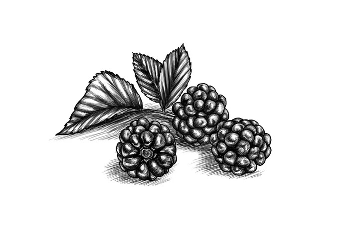 Black and white drawing of Blackberries