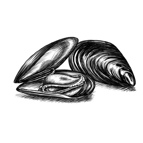 Pencil drawing of Mussels | Food and Drink illustration