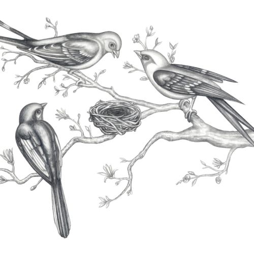 Pencil drawing of birds and the tree