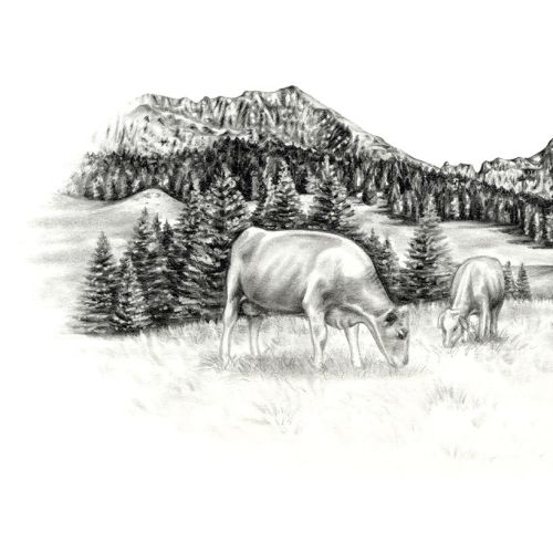 swisscanto bank, cows, mountains, landscape, pencil, grass, trees, snow, fields