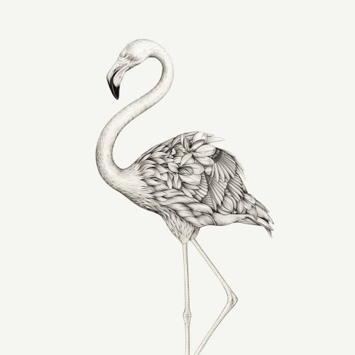 Flamingo : Pencil drawing by Lauren Mortimer
