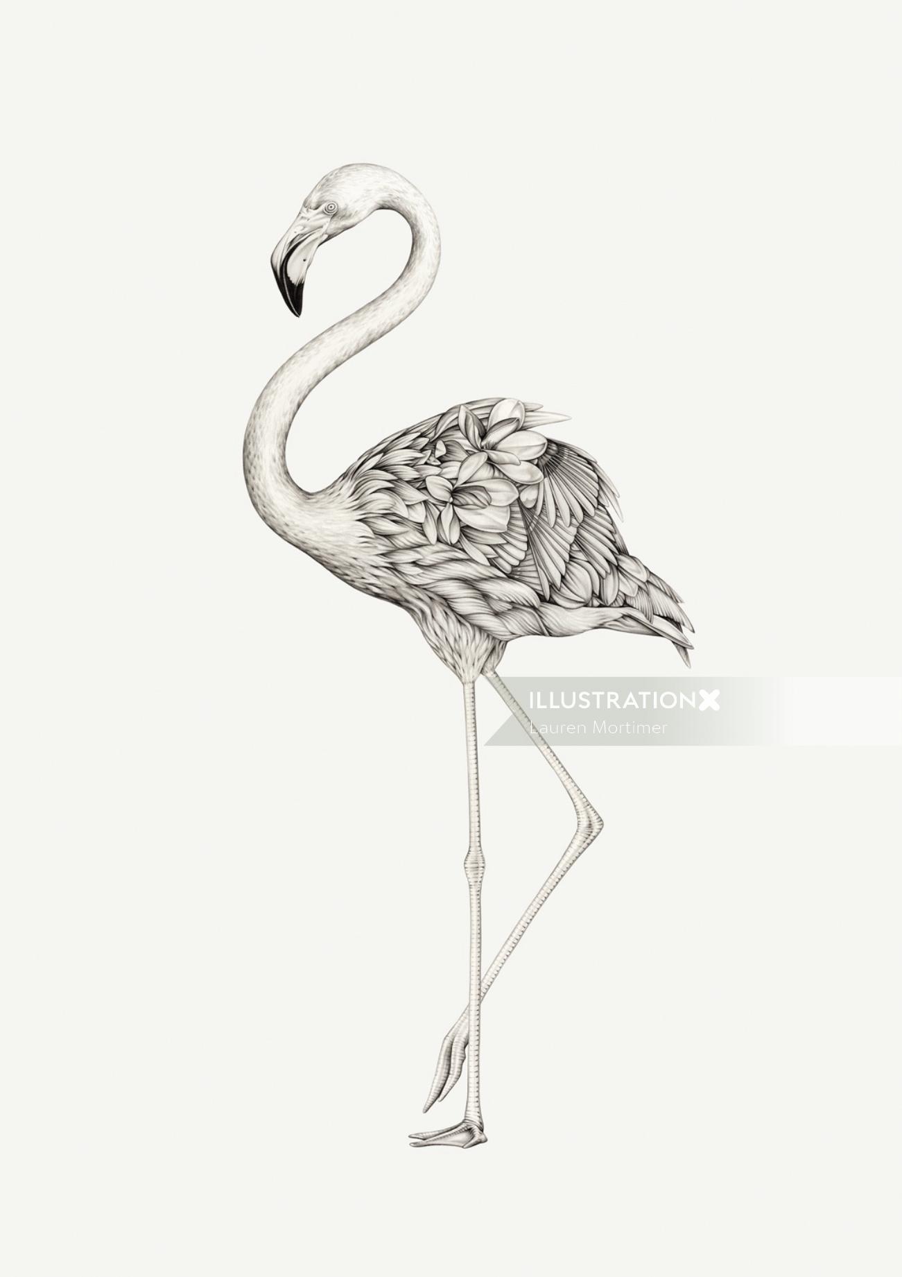 Flamingo: Desenho a lápis de Lauren Mortimer