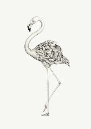 Flamingo : Pencil drawing by Lauren Mortimer