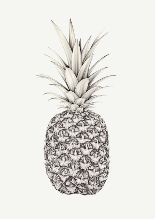 菠萝-劳伦·莫蒂默（Lauren Mortimer）的铅笔素描