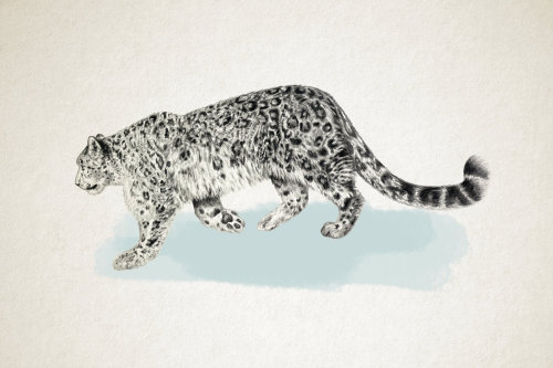 Leopardo caminando en la nieve