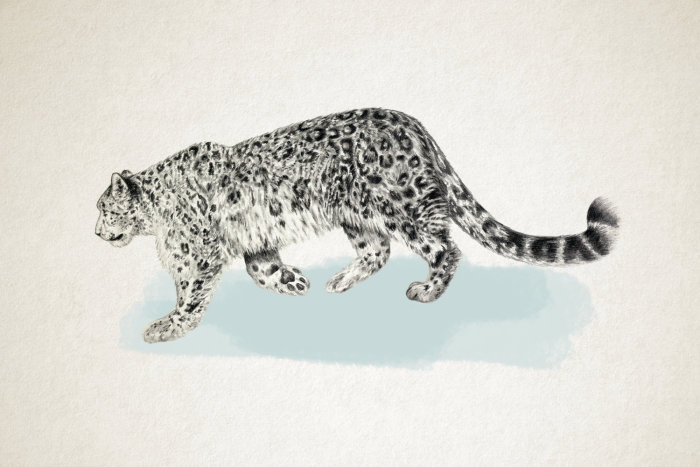 Leopardo andando na neve