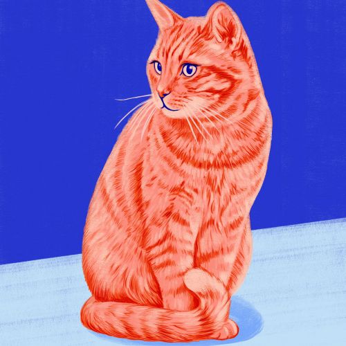 Orange tabby cat sitting with blue background