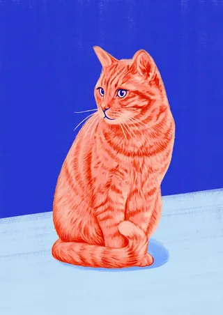 Orange tabby cat sitting with blue background