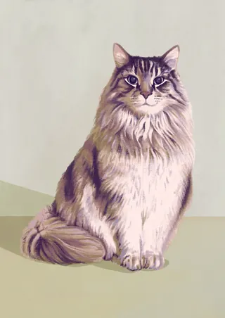 Fluffy long-haired cat sitting and looking forward