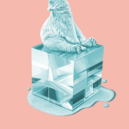 Polar bear howling on melting ice cube with pink background