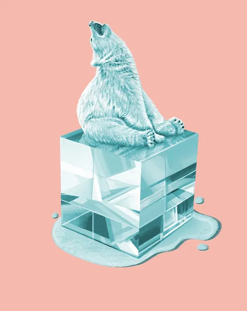 Polar bear howling on melting ice cube with pink background