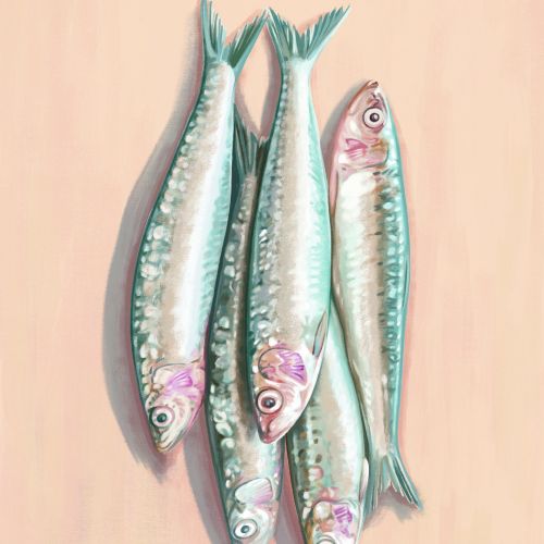 Four fresh mackerel fish laying on a light surface