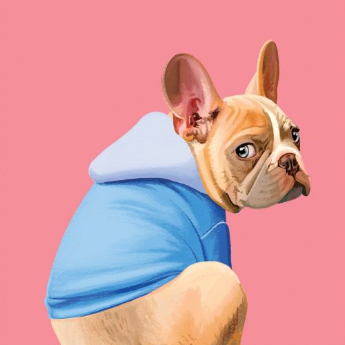 French bulldog in blue hoodie sitting and looking back
