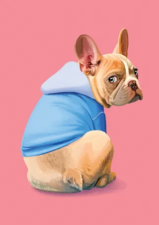 French bulldog in blue hoodie sitting and looking back