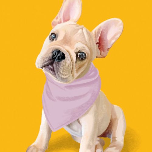 French Bulldog puppy with purple bandana sitting on yellow background