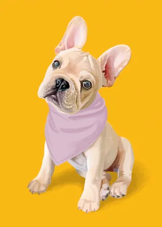 French Bulldog puppy with purple bandana sitting on yellow background