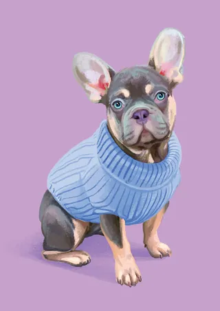 French Bulldog puppy in blue sweater sitting on purple background