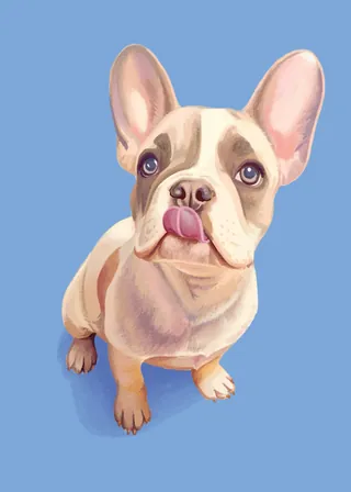 French Bulldog puppy sitting with tongue out on blue background