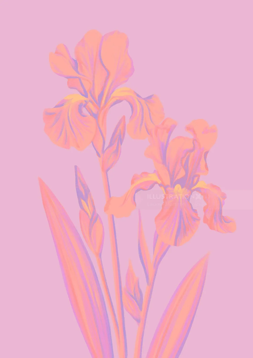 Illustration of pink iris flowers by Lauren Mortimer Colours