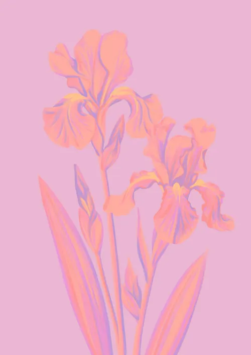 Illustration of pink iris flowers by Lauren Mortimer Colours