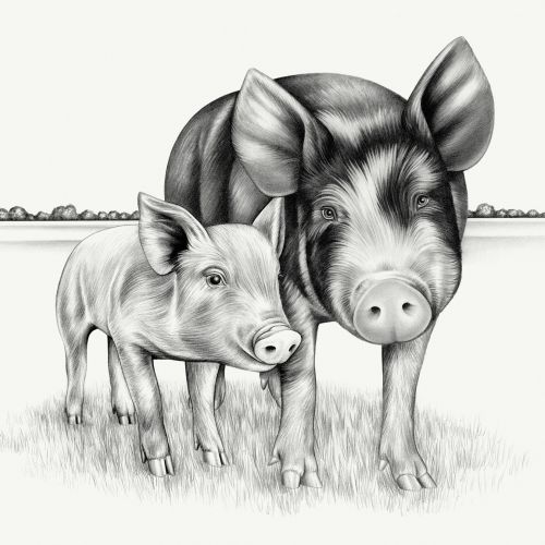 Animal Pig with Piglet