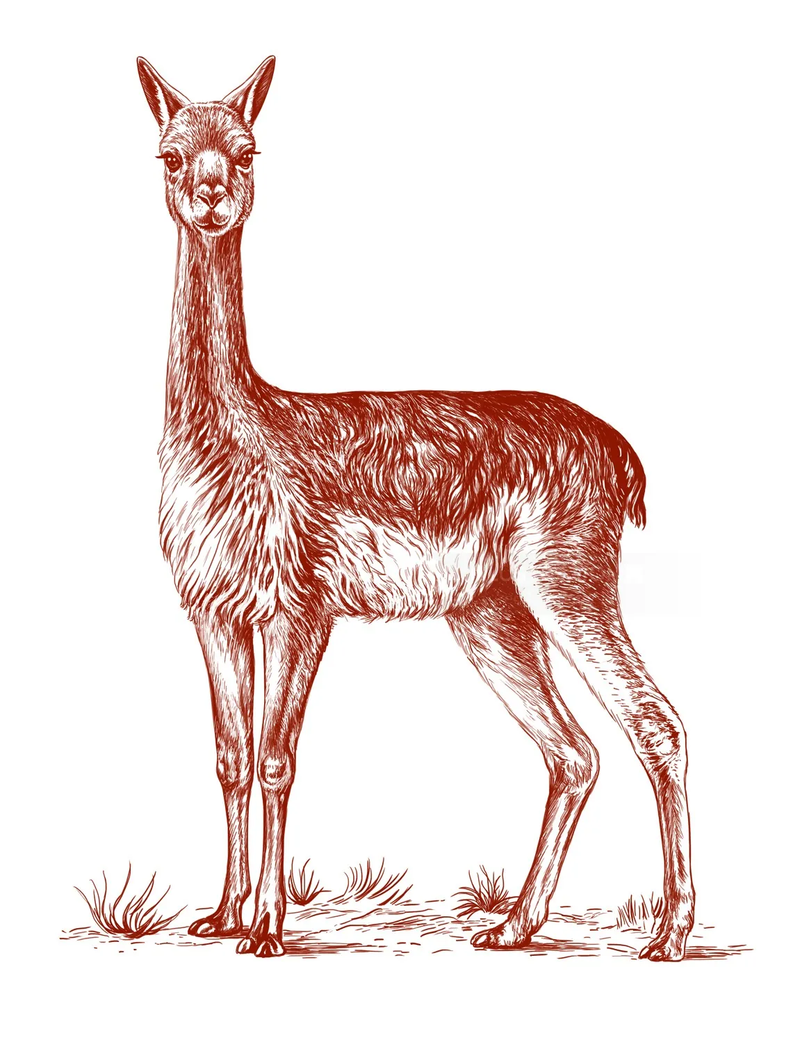 Detailed pencil drawing of a vicuna by Lauren Mortimer Pencils