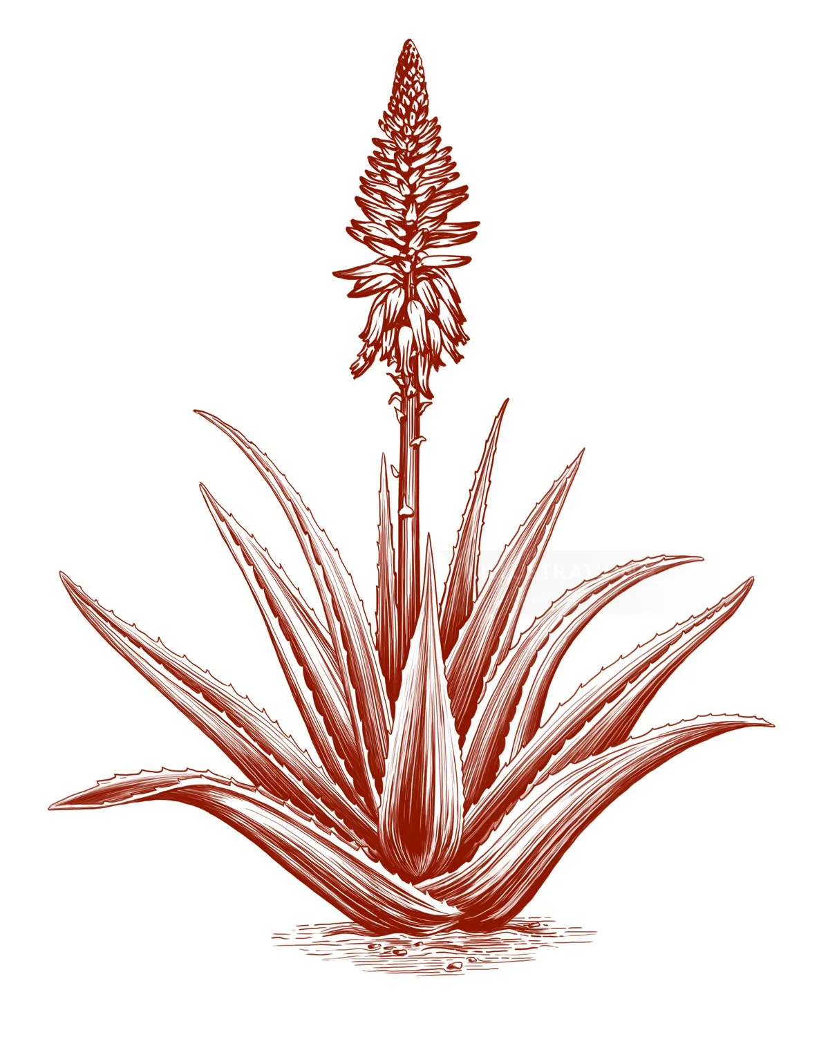 Detailed aloe vera plant drawing by Lauren Mortimer Pencils