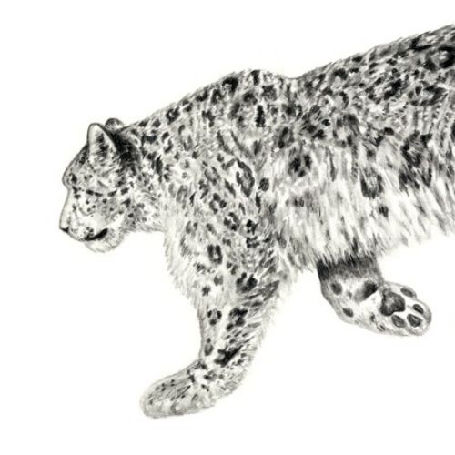 Wildlife drawing of a snow leopard