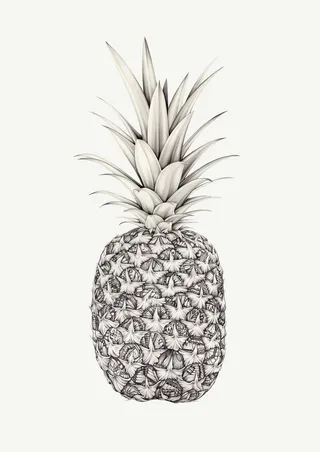 Ananas - Dessin au crayon par Lauren Mortimer