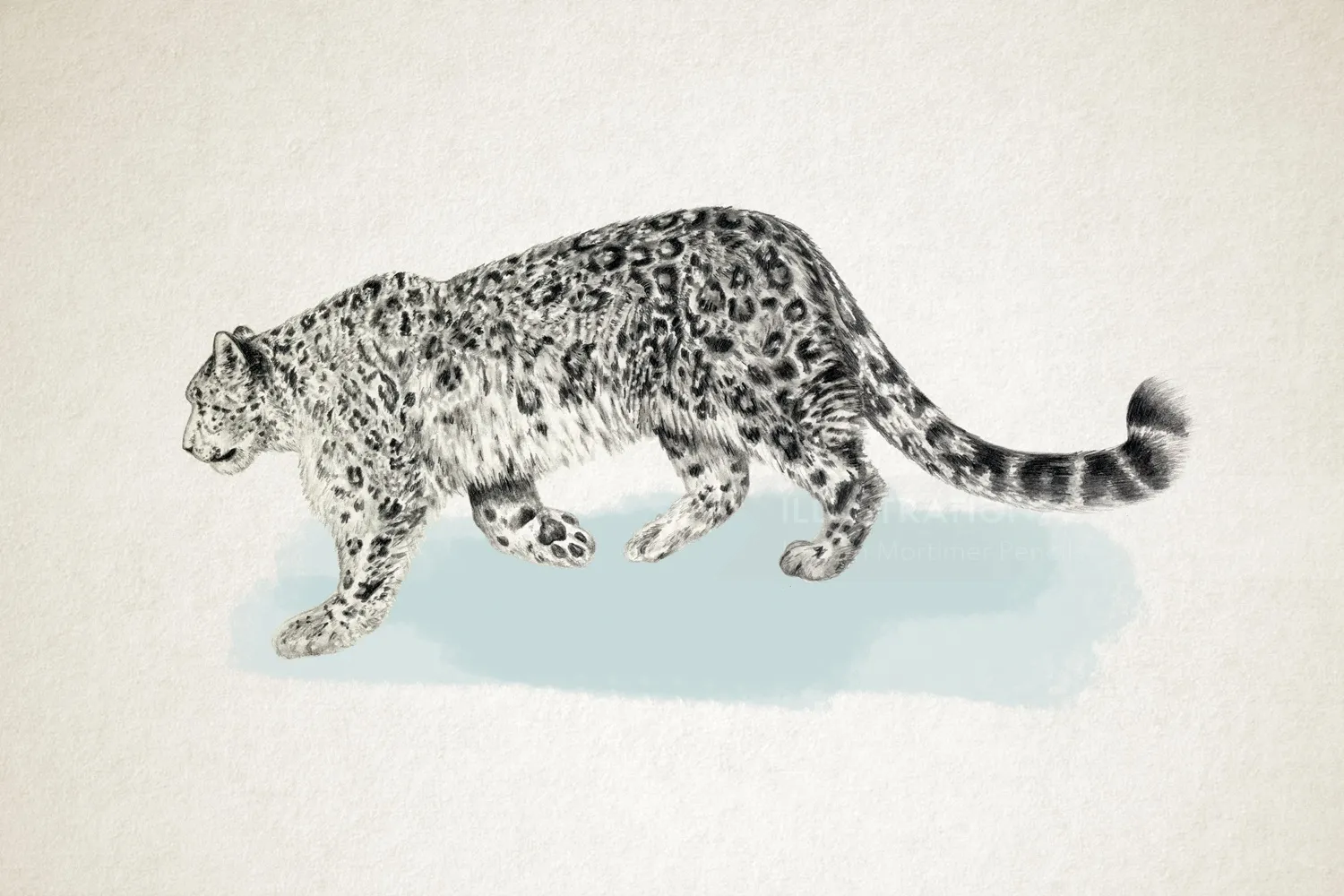 Leopard walking in the snow